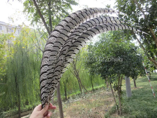 Free shipping wholesale 200pcs selection Original natural Lady Amherst Pheasant Feathers 80-90cm /32-36inch Stage Accessories
Free shipping wholesale 200pcs selection Original natural Lady Amherst Pheasant Feathers 80-90cm /32-36inch Stage Accessories
