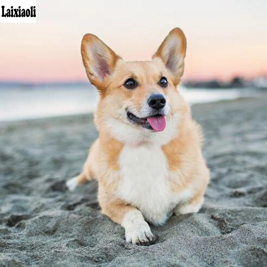 pet DIY Diamond Painting cross stitch Welsh Corgi Dog Full square/round drill 5d Diamond Embroidery Mosaic Picture of rhinestone
pet DIY Diamond Painting cross stitch Welsh Corgi Dog Full square/round drill 5d Diamond Embroidery Mosaic Picture of rhinestone