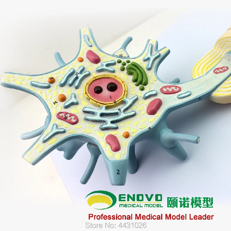 ENOVO Neuronal fiber structure amplification model of neuronal fibers in the brain
ENOVO Neuronal fiber structure amplification model of neuronal fibers in the brain