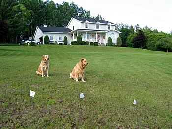 Top-rated Pet Containment System Rechargeable and Waterproof Dog Fence without remote training
Top-rated Pet Containment System Rechargeable and Waterproof Dog Fence without remote training