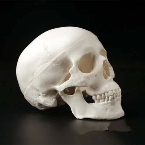 1PCS Mini Skull Human Anatomical Anatomy Head Medical Model Convenient Home Decoration 92x99x71mm
1PCS Mini Skull Human Anatomical Anatomy Head Medical Model Convenient Home Decoration 92x99x71mm