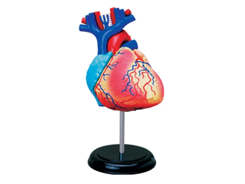 4D Human Heart Organs Assembling Biology Medical Teaching Model Manikin Science Anatomy Model Anatomia
4D Human Heart Organs Assembling Biology Medical Teaching Model Manikin Science Anatomy Model Anatomia