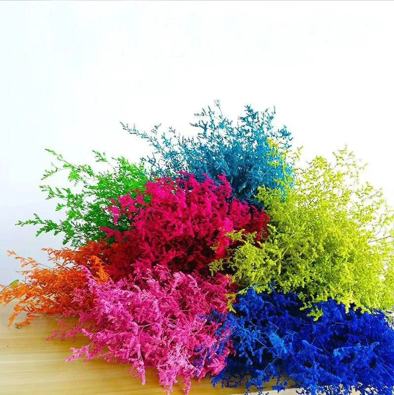 200g Dried Dyed Codariocalyx Motorius Flower For Wedding Party Home Hotel Decoration DIY Bouquet Project Making Accessory
200g Dried Dyed Codariocalyx Motorius Flower For Wedding Party Home Hotel Decoration DIY Bouquet Project Making Accessory