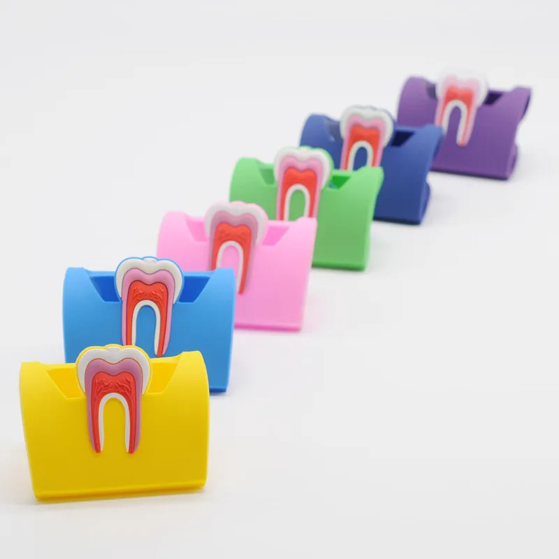 Rubber Molar Shaped Name Card Holder Case Display Stand 6 Color For Dental Lab Gift
Rubber Molar Shaped Name Card Holder Case Display Stand 6 Color For Dental Lab Gift