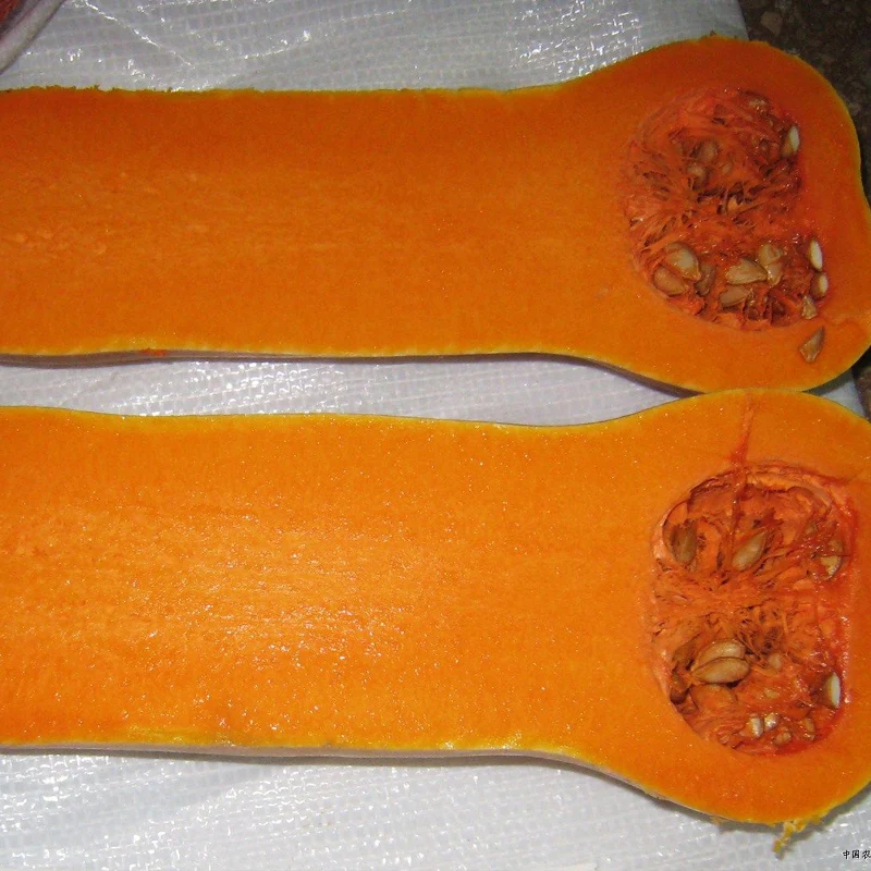 Vegetable Butter Pumpkin Garden Balcony Potted Plants Fruits Melon bonsai Potted Vegetable bonsai 10pcs
Vegetable Butter Pumpkin Garden Balcony Potted Plants Fruits Melon bonsai Potted Vegetable bonsai 10pcs