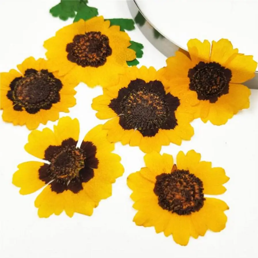 120pcs Dried Pressed Coreopsis Tinctoria Flower Plant Herbarium For Jewelry Postcard Invitation Card Phone Case Bookmark DIY
120pcs Dried Pressed Coreopsis Tinctoria Flower Plant Herbarium For Jewelry Postcard Invitation Card Phone Case Bookmark DIY
