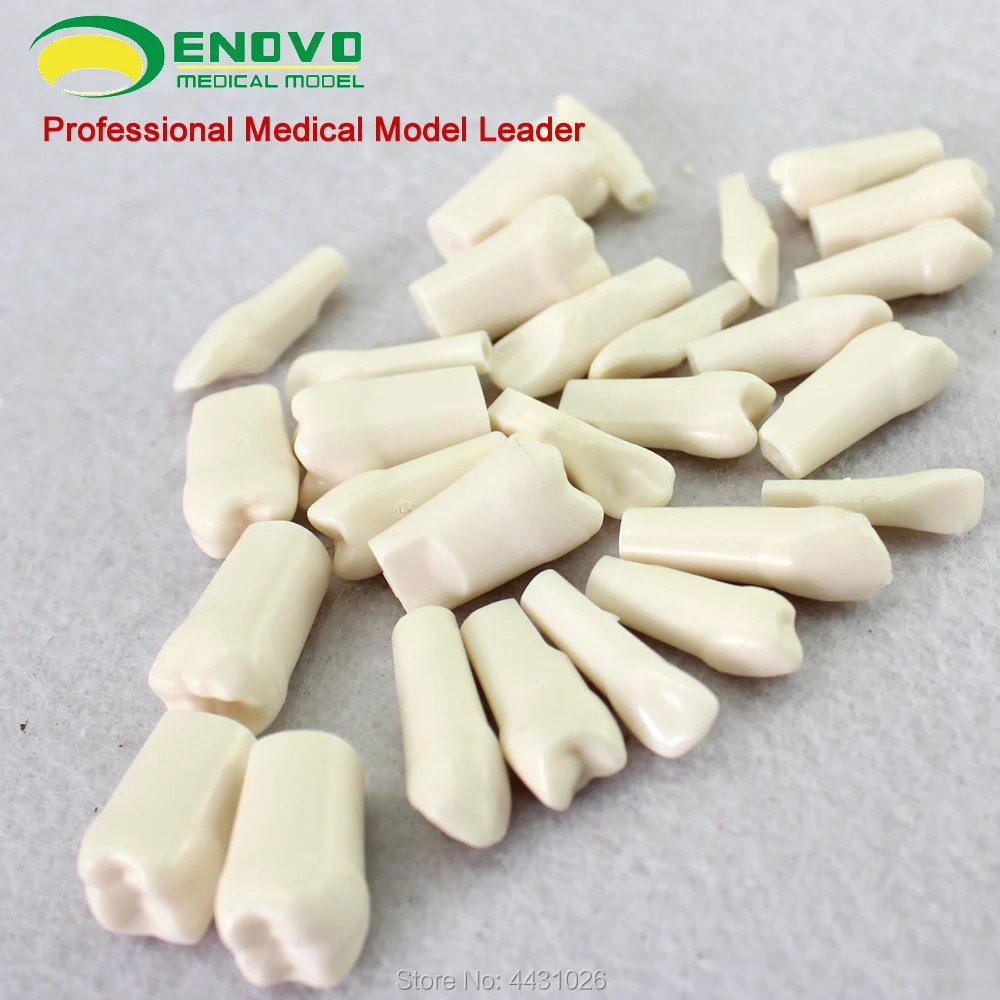 ENOVO Oral periodontal disease classification model gingivitis degree chronic periodontitis dentist communication
ENOVO Oral periodontal disease classification model gingivitis degree chronic periodontitis dentist communication