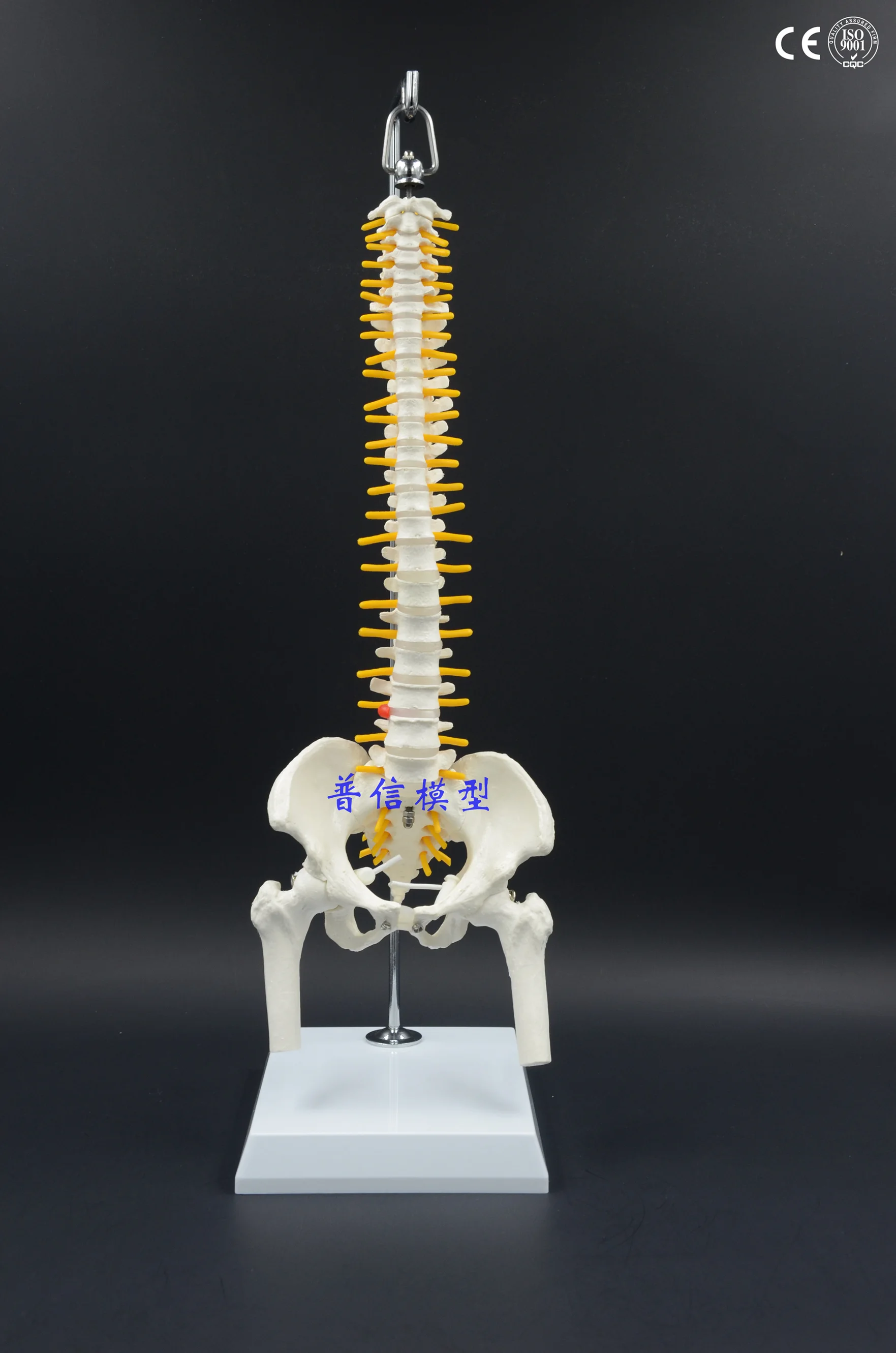 Free shipping&Bone model, can be curved spine with femur, massage beauty, medical, human spine model
Free shipping&Bone model, can be curved spine with femur, massage beauty, medical, human spine model
