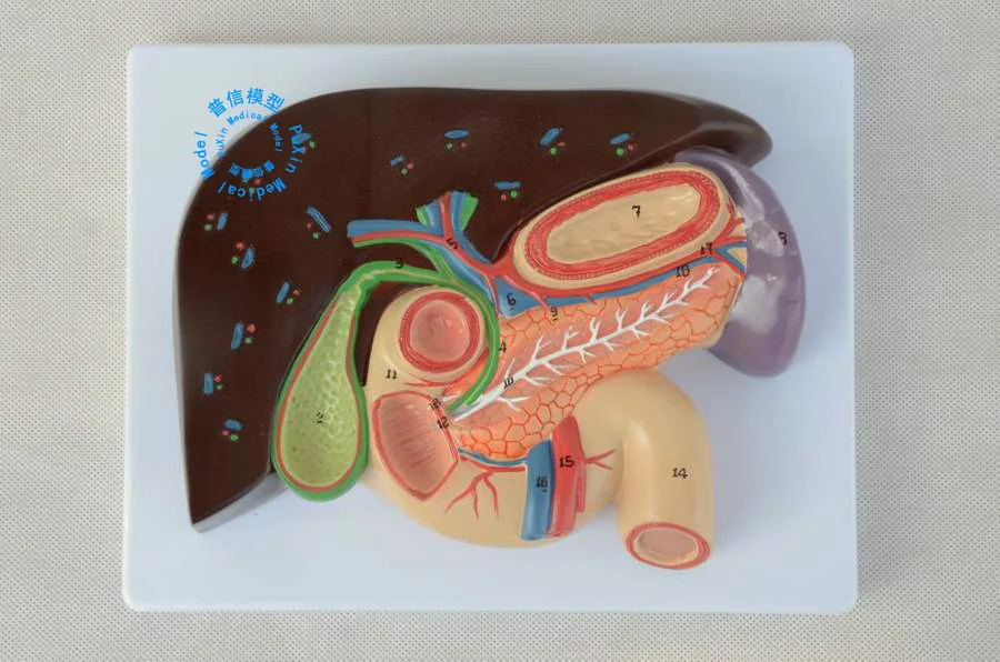 Free shipping&Pancreatic model, liver model, duodenum, gallstone model, anatomical model of spleen, medical
Free shipping&Pancreatic model, liver model, duodenum, gallstone model, anatomical model of spleen, medical