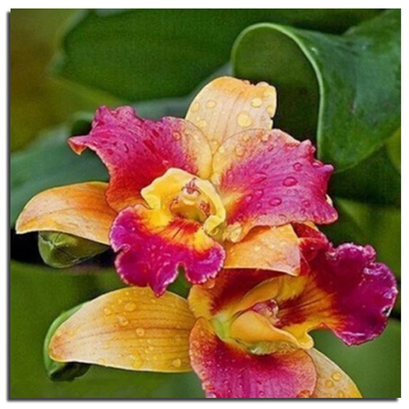 3D Color Flower 60x60cm Needlework DIY Cross Stitch Sets For Embroidery Kits Cross-Stitching Diamond Painting
3D Color Flower 60x60cm Needlework DIY Cross Stitch Sets For Embroidery Kits Cross-Stitching Diamond Painting
