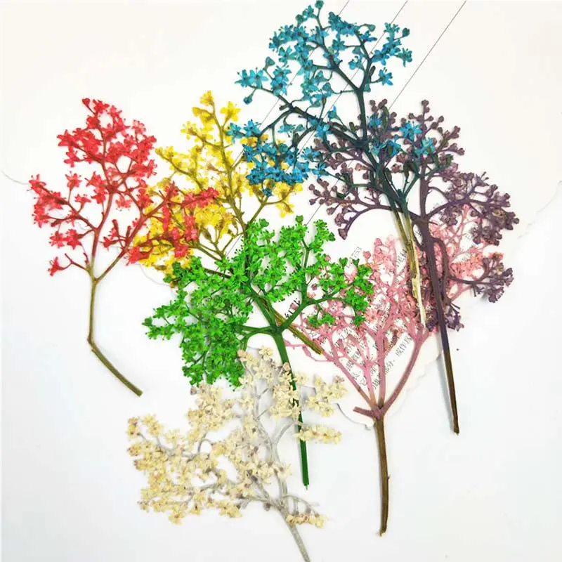 Dried Flowers On Stems 7 Different Colors For DIY Bookmark Press Painting Free Shipment 100pcs
Dried Flowers On Stems 7 Different Colors For DIY Bookmark Press Painting Free Shipment 100pcs