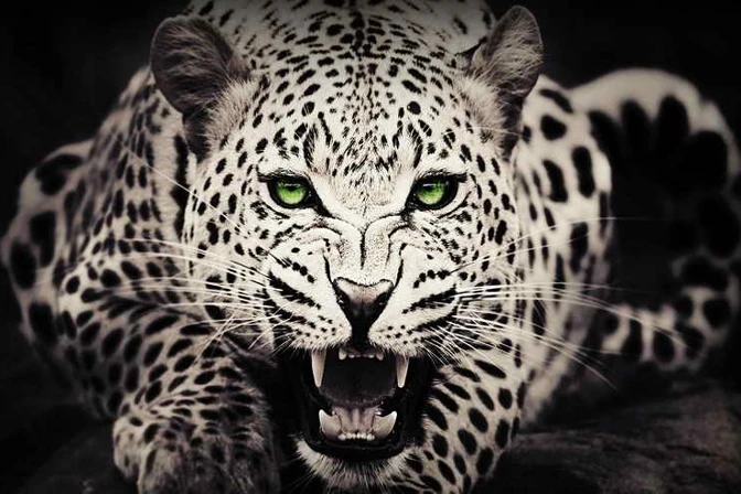HD Printed Modern Art Wall Angry Leopard Animal Green Eyes Home Decoration Oil Paintings on Canvas Gifts
HD Printed Modern Art Wall Angry Leopard Animal Green Eyes Home Decoration Oil Paintings on Canvas Gifts