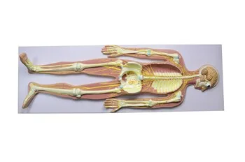 Free shipping&Human neural system model, brain, cerebellum model, skeleton model. for medical anatomy.for school.
Free shipping&Human neural system model, brain, cerebellum model, skeleton model. for medical anatomy.for school.