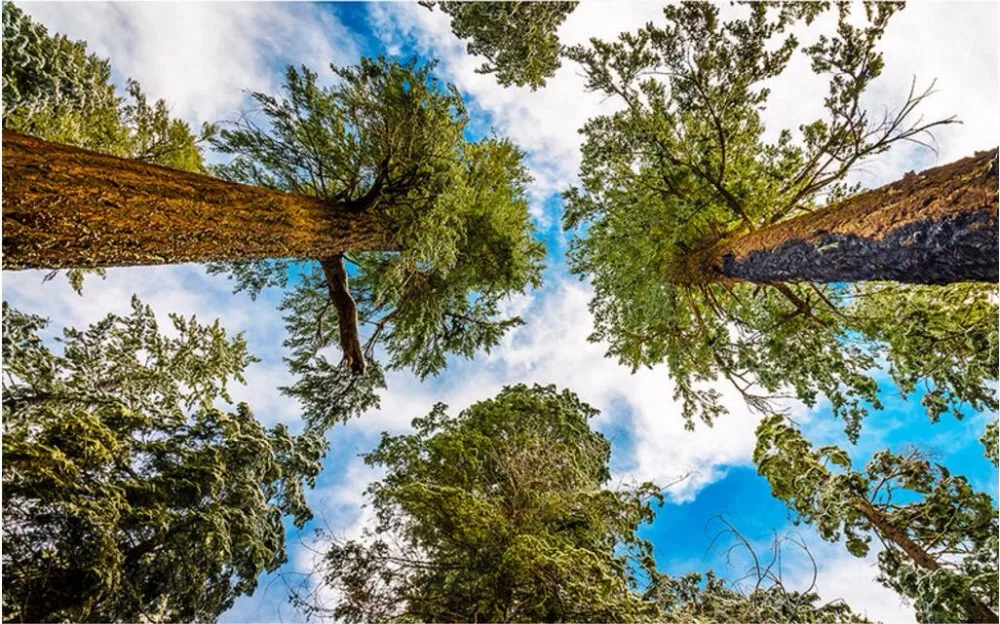 Custom photo 3d wallpaper picture Fir trees look up the sky ceiling mural home decoration painting wallpaper for walls 3 d
Custom photo 3d wallpaper picture Fir trees look up the sky ceiling mural home decoration painting wallpaper for walls 3 d