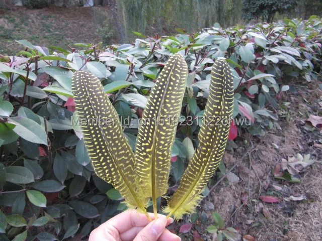 wholesale 100pcs high quality beatiful yellow guinea fowl feather 12-17cm / 5-7inch Decorative diy
wholesale 100pcs high quality beatiful yellow guinea fowl feather 12-17cm / 5-7inch Decorative diy