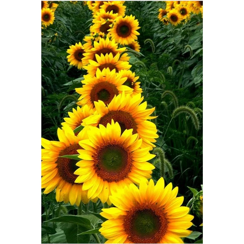 YIKEE Sun Flower Diamond Painting Handmade Needlework DIY Diamond Embroidery Mosaic Rhinestone Picture y1580
YIKEE Sun Flower Diamond Painting Handmade Needlework DIY Diamond Embroidery Mosaic Rhinestone Picture y1580