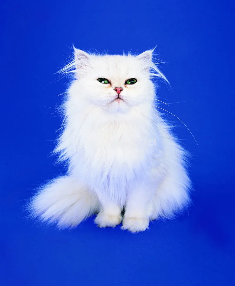 3D White Cat Patchwork Diy Diamond Painting Set Square Full Diamond Home Decor Sewing Supplies Artificials Diy Embroidery
3D White Cat Patchwork Diy Diamond Painting Set Square Full Diamond Home Decor Sewing Supplies Artificials Diy Embroidery