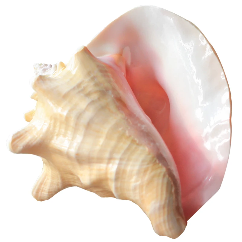 Free Shipping(1pcs/lot)Rouge Conch Natural Shell & Conch Home Decoration Aquarium Landscaping Shell Ornaments
Free Shipping(1pcs/lot)Rouge Conch Natural Shell & Conch Home Decoration Aquarium Landscaping Shell Ornaments