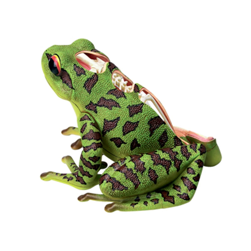 4D Frog Intelligence Assembling Toy Animal Organ Anatomy Model Medical Teaching DIY Popular Science Appliances
4D Frog Intelligence Assembling Toy Animal Organ Anatomy Model Medical Teaching DIY Popular Science Appliances