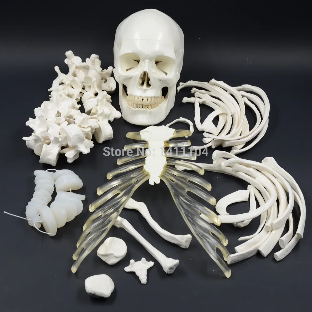 Free shipping&The human body scattered bones ,170cm human body bones, emulational skeleton model, medical orthopaedics. teaching
Free shipping&The human body scattered bones ,170cm human body bones, emulational skeleton model, medical orthopaedics. teaching