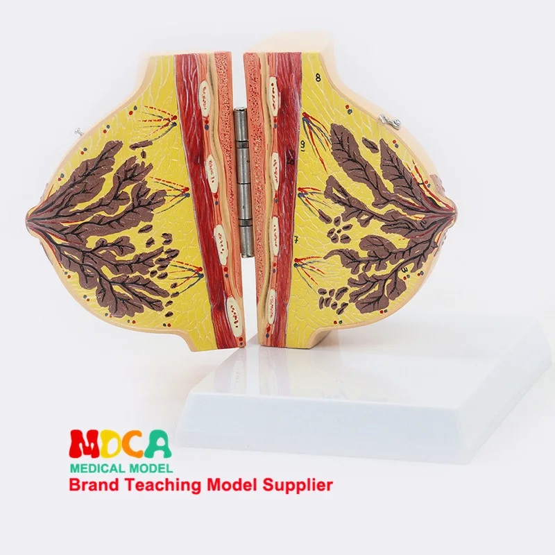 Female quiescent breasts Anatomical model Breast Enlargement Cosmetic Model Gynecological model Medical teaching equipment
Female quiescent breasts Anatomical model Breast Enlargement Cosmetic Model Gynecological model Medical teaching equipment