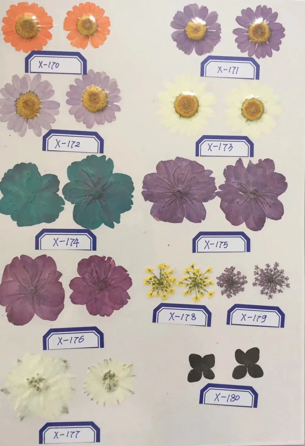 1000pcs Wholesale Pressed Dried Flowers Samples Pictures Shows For Jewelry Bookmark Phone Case Scrapbooking DIY Quoted Price
1000pcs Wholesale Pressed Dried Flowers Samples Pictures Shows For Jewelry Bookmark Phone Case Scrapbooking DIY Quoted Price