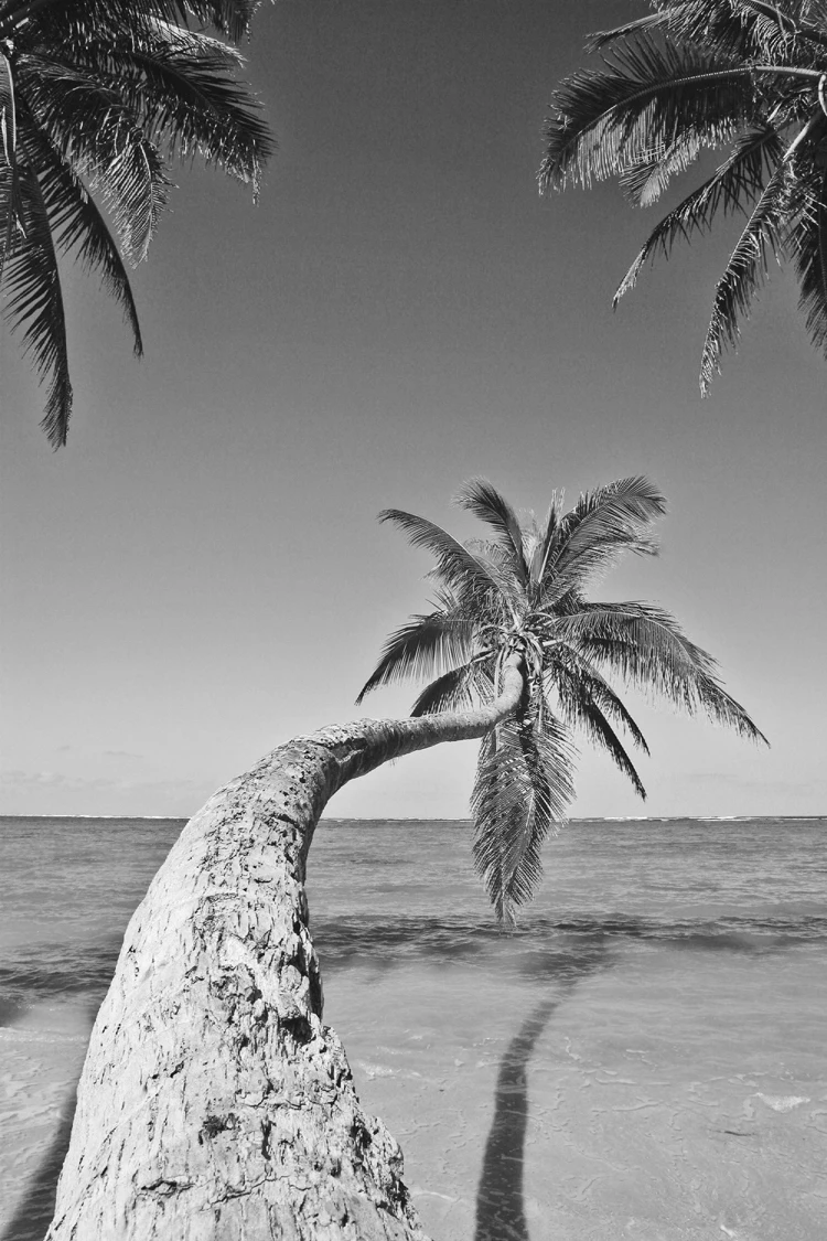 Фотография Печать на холсте Черно-белые фотографии Гавайские пальмы вдоль пляжа холст Картина Современный домашний декор
Фотография Печать на холсте Черно-белые фотографии Гавайские пальмы вдоль пляжа холст Картина Современный домашний декор