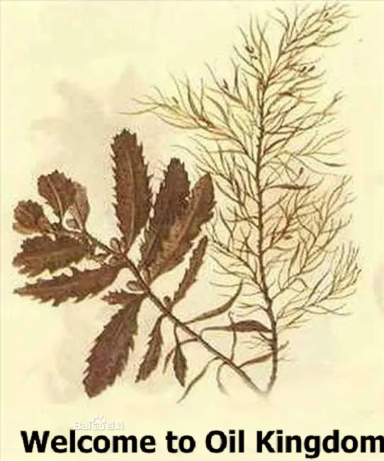 wholesale!!skin care oil Free shopping 100% pure plant Seaweed extract Vitamins A, B, C, E, amino acids Sargassum
wholesale!!skin care oil Free shopping 100% pure plant Seaweed extract Vitamins A, B, C, E, amino acids Sargassum