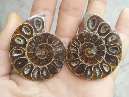 Пара натуральных ископаемые образцы раковины из аммонита раковин Nautilus Pompiplius Ocean jasper Fish Tank камни лечебные 21 мм-25 мм
Пара натуральных ископаемые образцы раковины из аммонита раковин Nautilus Pompiplius Ocean jasper Fish Tank камни лечебные 21 мм-25 мм