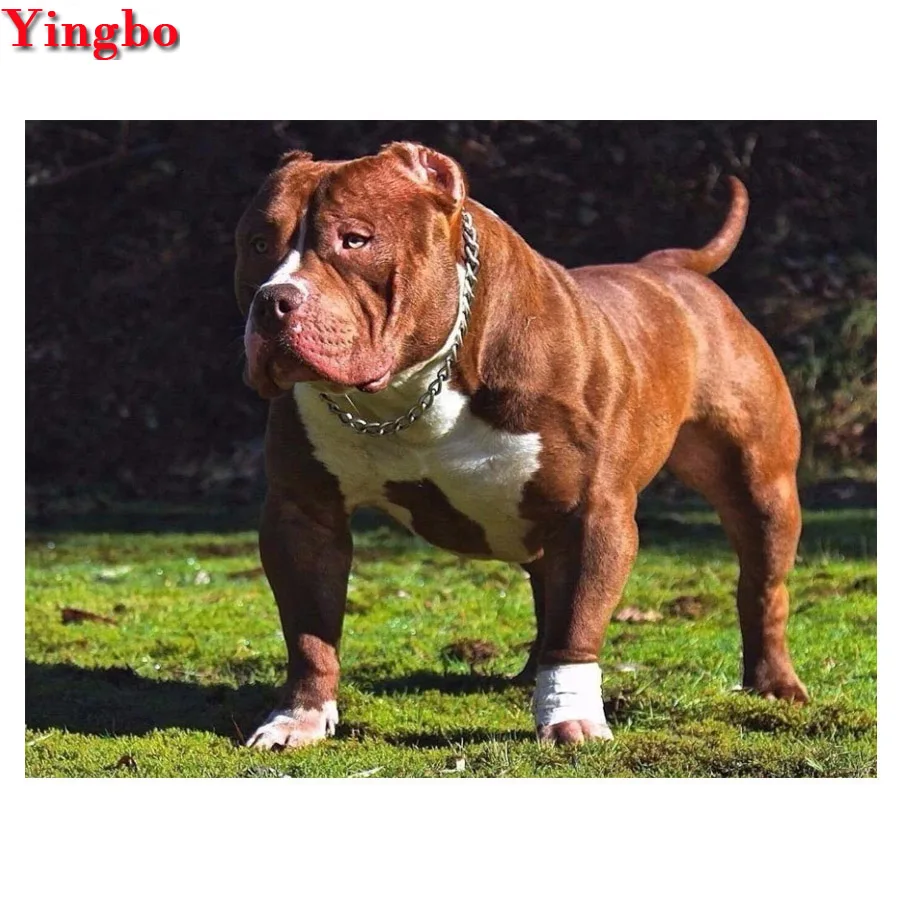 5d diamond painting pitbull dog diy full drill square Diamond Embroidery pet dog Animal Patterns Mosaic Painting Rhinestones
5d diamond painting pitbull dog diy full drill square Diamond Embroidery pet dog Animal Patterns Mosaic Painting Rhinestones