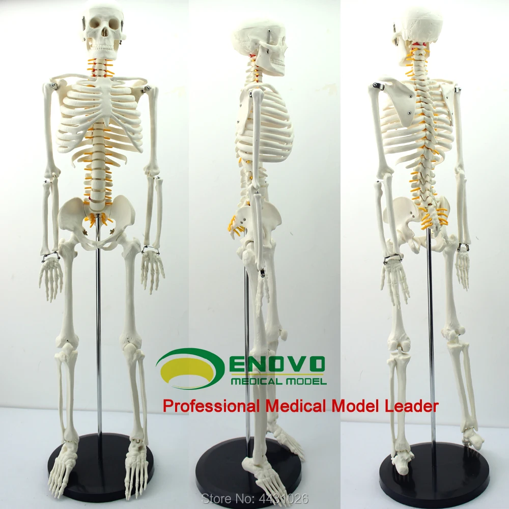 ENOVO 85CM human.skeleton spinal nerve model medical Yoga Fitness learning bone model
ENOVO 85CM human.skeleton spinal nerve model medical Yoga Fitness learning bone model