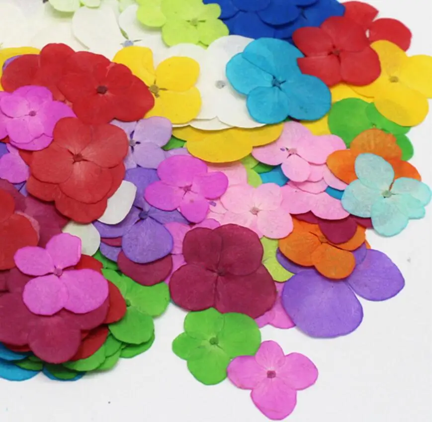 120pcs Pressed Dried Hydrangea Macrophylla Flower Plants Herbarium For Jewelry Phone Case Photo Frame Postcard DIY Making
120pcs Pressed Dried Hydrangea Macrophylla Flower Plants Herbarium For Jewelry Phone Case Photo Frame Postcard DIY Making