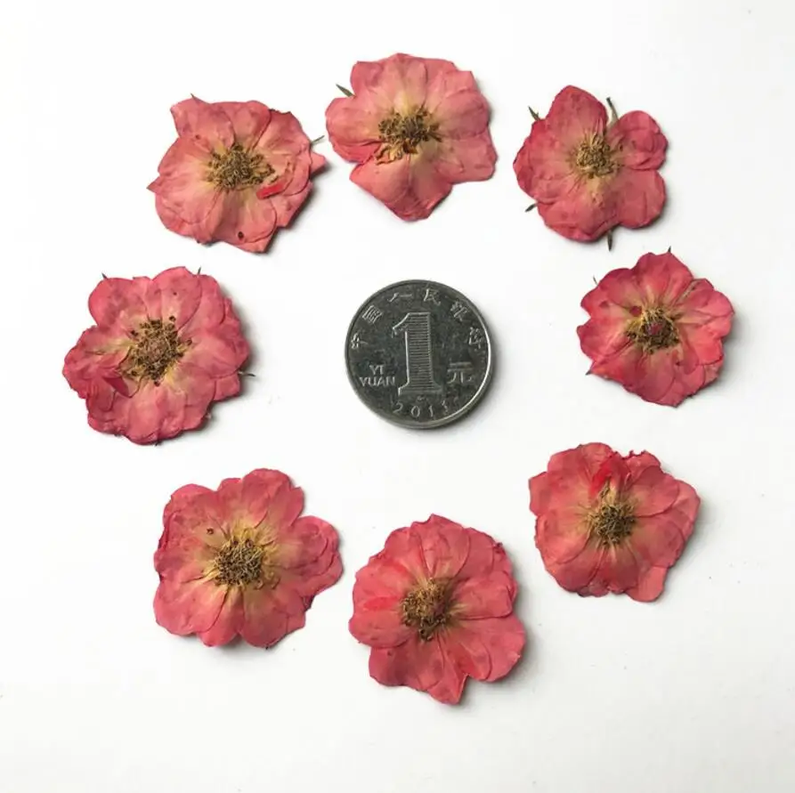 60pcs Pressed Dried 2-3cm Natural Pink Rose Flower Plant Herbarium For Jewelry Postcard Invitation Card Phone Case Bookmark DIY
60pcs Pressed Dried 2-3cm Natural Pink Rose Flower Plant Herbarium For Jewelry Postcard Invitation Card Phone Case Bookmark DIY