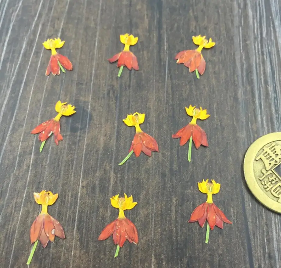 120pcs Pressed Dried Dancing Flower Plant Herbarium For Jewelry Pendant Ring Earrings Flower Making Accessories
120pcs Pressed Dried Dancing Flower Plant Herbarium For Jewelry Pendant Ring Earrings Flower Making Accessories