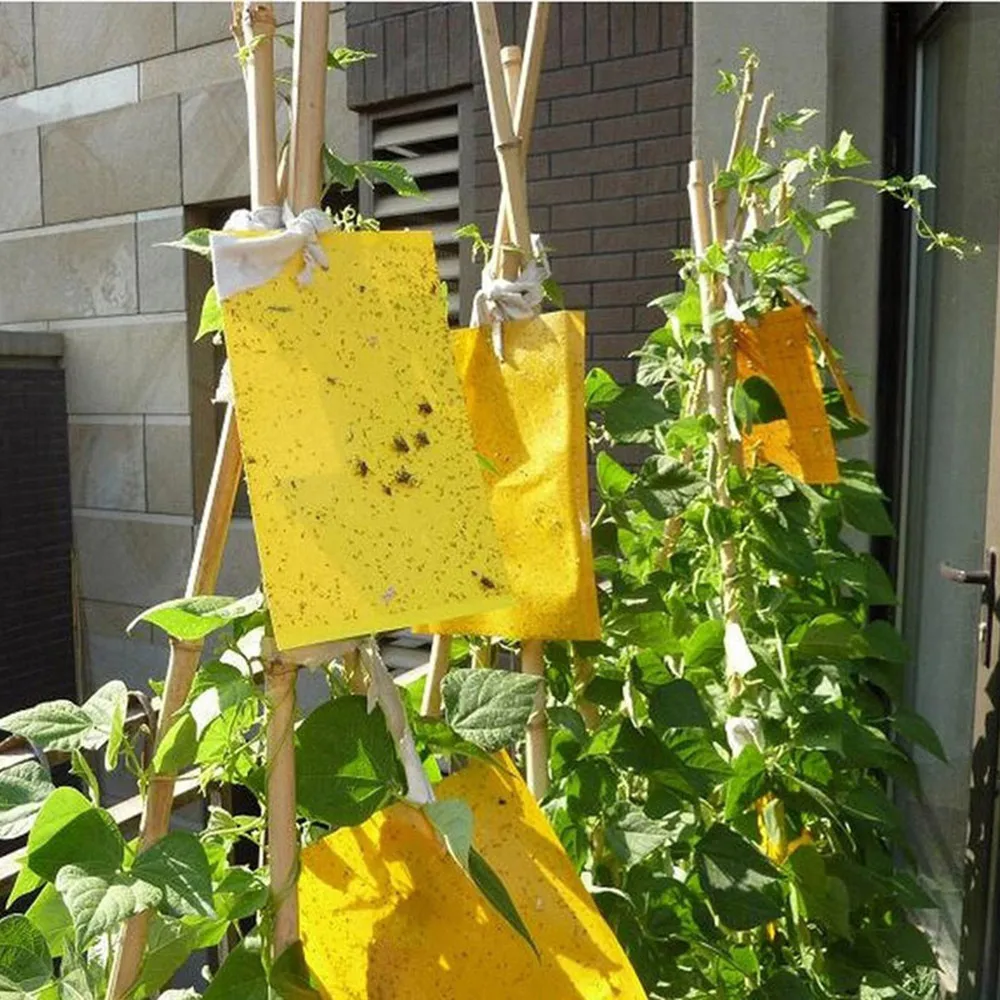 20pcs Strong Flies Traps Bugs Sticky Board Catching Aphid Insects Pest Killer Outdoor Fly Trap for Aphids Fungus Hot Sale
20pcs Strong Flies Traps Bugs Sticky Board Catching Aphid Insects Pest Killer Outdoor Fly Trap for Aphids Fungus Hot Sale