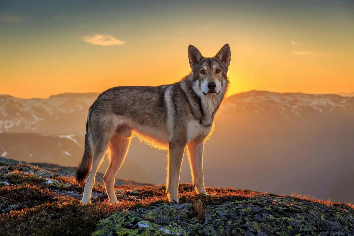 Обычный парусиновая ткань с принтом постер wolfdog на горе PDW35 для украшения стен, декор для комнаты, украшение для дома (доступны рамки)
Обычный парусиновая ткань с принтом постер wolfdog на горе PDW35 для украшения стен, декор для комнаты, украшение для дома (доступны рамки)