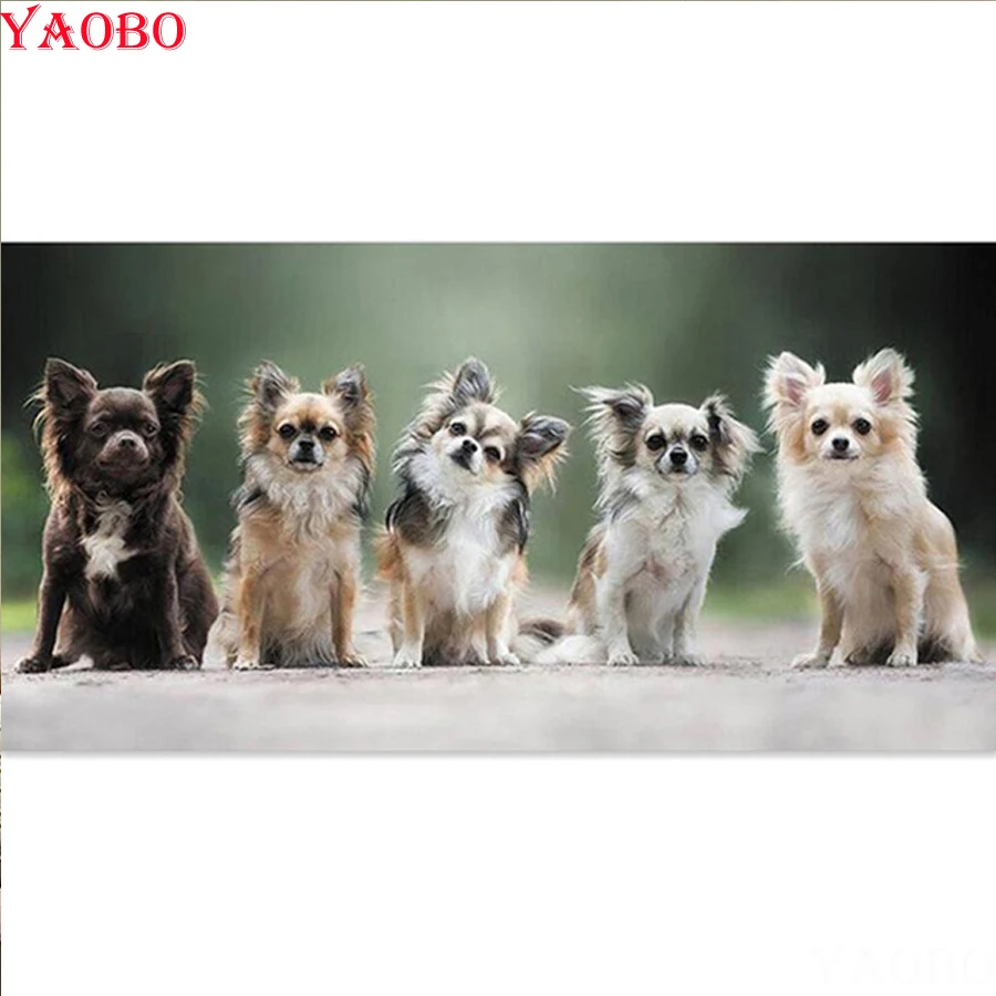 5D DIY Diamond Painting Chihuahua dog,Cross Stitch,Full Square Round Mosaic Rhinestone Embroidery,3D,mazayka diamond,home decor
5D DIY Diamond Painting Chihuahua dog,Cross Stitch,Full Square Round Mosaic Rhinestone Embroidery,3D,mazayka diamond,home decor