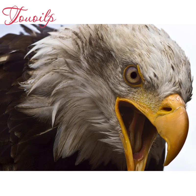 TOUOILP 5d Diamond embroidery 5d diy eagle 5d diamond painting full diamond mosaic puzzle picture of rhinestones cross-stitch
TOUOILP 5d Diamond embroidery 5d diy eagle 5d diamond painting full diamond mosaic puzzle picture of rhinestones cross-stitch
