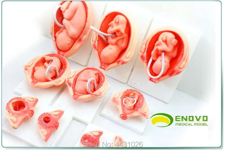 ENOVO Fetal development model of fetal development model 10 parts family planning
ENOVO Fetal development model of fetal development model 10 parts family planning