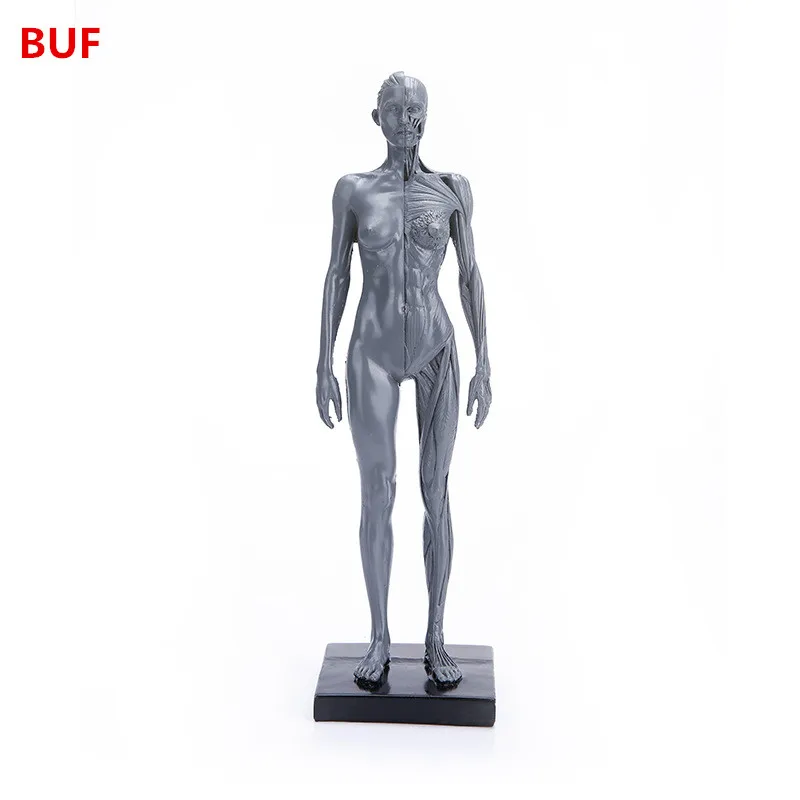 BUF Resin Human Body Statue Medical Teaching Nude Sculpture Creative Desktop Decoration Crafts Ornaments
BUF Resin Human Body Statue Medical Teaching Nude Sculpture Creative Desktop Decoration Crafts Ornaments