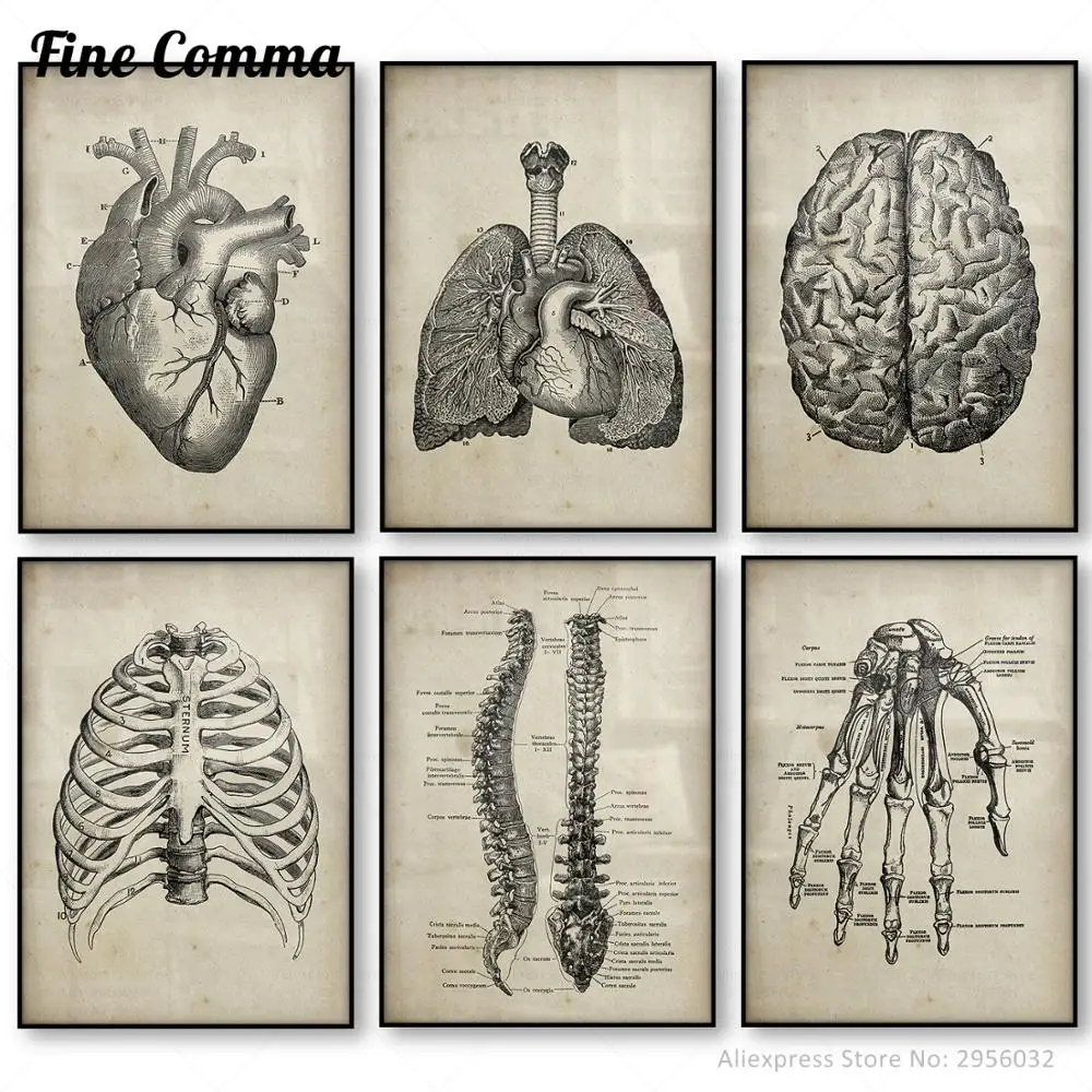 Human Anatomy Medical Anatomy Science Vintage Posters Art Canvas Print Medical Doctor Clinic Wall Decor Pictures Canvas Painting
Human Anatomy Medical Anatomy Science Vintage Posters Art Canvas Print Medical Doctor Clinic Wall Decor Pictures Canvas Painting