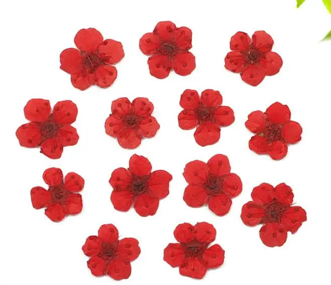 Pressed Dried flower Plum Blossom Flower For Resin Pendant Jewelry Making Craft diy candle making
Pressed Dried flower Plum Blossom Flower For Resin Pendant Jewelry Making Craft diy candle making