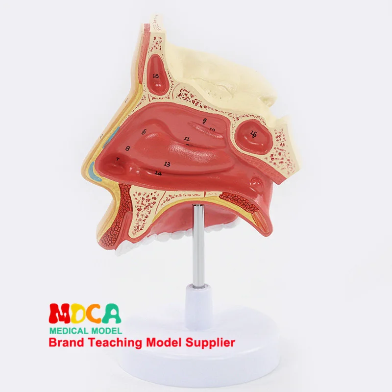 Enlargement of nasal cavity Anatomical model of nose Five Facial Faculties Medical teaching equipment
Enlargement of nasal cavity Anatomical model of nose Five Facial Faculties Medical teaching equipment