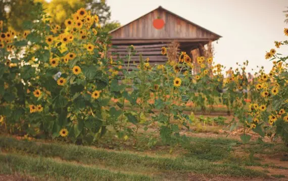 fall sunflower rustic barn rustic backdrop High quality Computer print children kids background
fall sunflower rustic barn rustic backdrop High quality Computer print children kids background