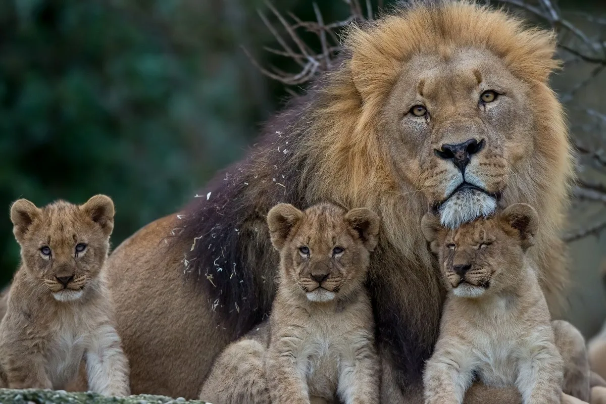 lions family PDW125 wall decor room decor home decoration canvas fabric poster custom print (frame available)
lions family PDW125 wall decor room decor home decoration canvas fabric poster custom print (frame available)