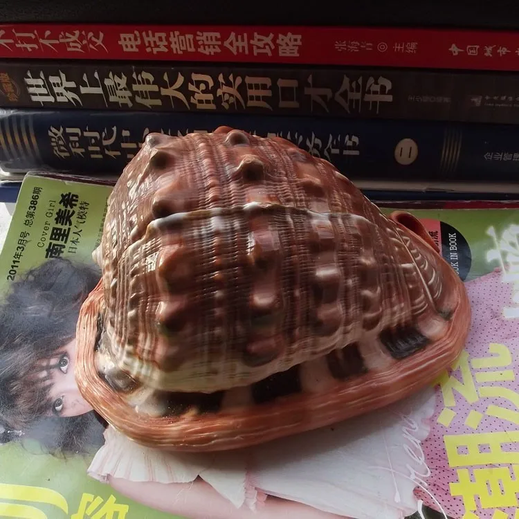 HappyKiss Natural conch shells Wanbao prosperous screw four big famous bolt appearance in good condition A thriving business
HappyKiss Natural conch shells Wanbao prosperous screw four big famous bolt appearance in good condition A thriving business