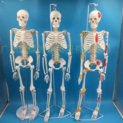 85cm skeleton model human model with muscle spine nerve system medical teaching educational equipment skeleton anatomy model
85cm skeleton model human model with muscle spine nerve system medical teaching educational equipment skeleton anatomy model