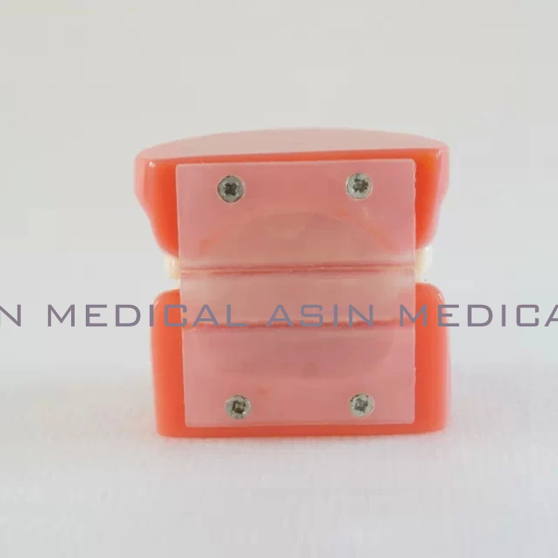 Orthodontists model With metal brackets Irregular tooth Ortho Metal dentist patient student learning model
Orthodontists model With metal brackets Irregular tooth Ortho Metal dentist patient student learning model