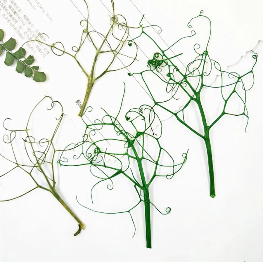 64pcs Pressed Dried Pisum Sativum Vine Flowers Plant Herbarium Jewelry Postcard Invitation Card Phone Case Bookmark Craft DIY
64pcs Pressed Dried Pisum Sativum Vine Flowers Plant Herbarium Jewelry Postcard Invitation Card Phone Case Bookmark Craft DIY