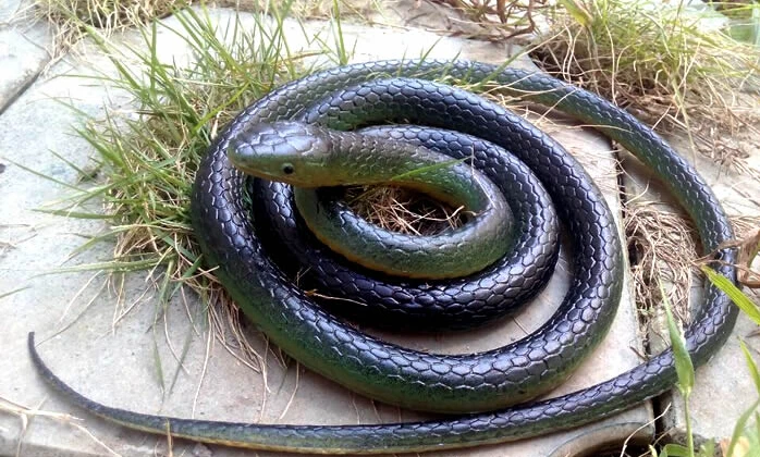 Soft snake toy funny novelty gag toys simulation snake scary toys prank tricky practical jokes horrible rubber toy snake 1.38m
Soft snake toy funny novelty gag toys simulation snake scary toys prank tricky practical jokes horrible rubber toy snake 1.38m